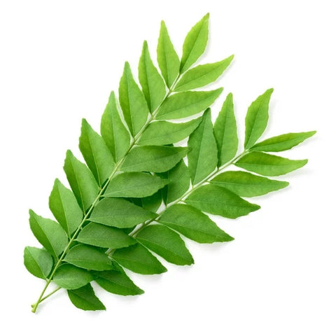 Curry Leaf, 1 Bunch